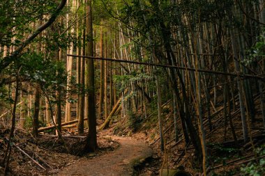 İki tarafında yeşil bambu ağaçları olan dar bir patika. Yüksek kalite fotoğraf