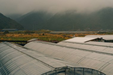 Japonya, Shikoku Adası 'ndaki pirinç tarlalarında sera. Yüksek kalite fotoğraf