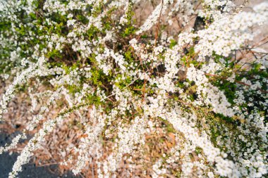 Thunberg spirea Spiraea thunbergii Japonya 'da. Yüksek kalite fotoğraf