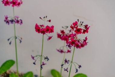 Yazın başında bir bahçede Primula Pulverulenta 'nın çiçekleri. Yüksek kalite fotoğraf