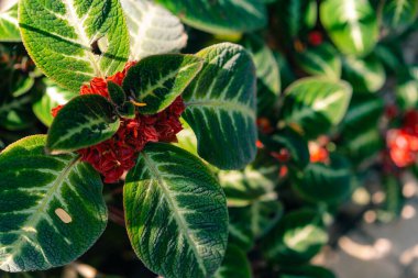 Soka çiçek bitkisi ya da kırmızı Ixora chinensis, genellikle Çin ixora çiçeği yaprağı olarak bilinir. Yüksek kalite fotoğraf