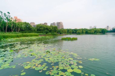 Pekin, Çin - 3 Haziran 2025 Chao Yang Gong Yuan yazın. Yüksek kalite fotoğraf