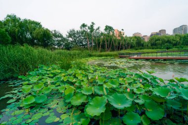 Göl lotusu yaprağı. nelumbo nucifera. Yüksek kalite fotoğraf