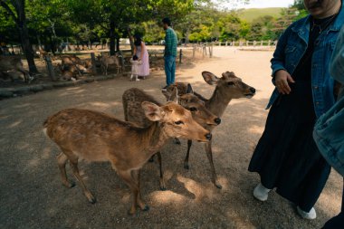  Nara, Japonya - 2 Mayıs 2025 turist ve geyik hayvanı. Yüksek kalite fotoğraf