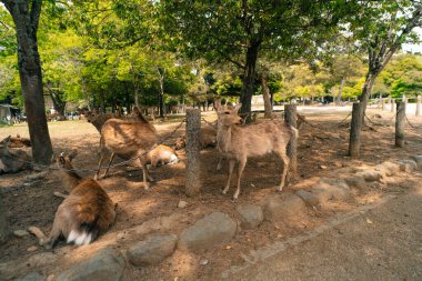 Nara Japonya 'da geyik hayvanı. Yüksek kalite fotoğraf