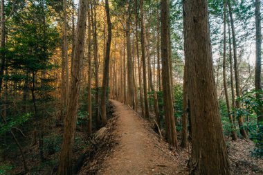 Japonya 'nın Shikoku Adası' ndaki ormandan geçen bir patika. Yüksek kalite fotoğraf