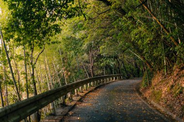 Japonya 'nın Shikoku Adası' ndaki ormandan geçen bir patika. Yüksek kalite fotoğraf