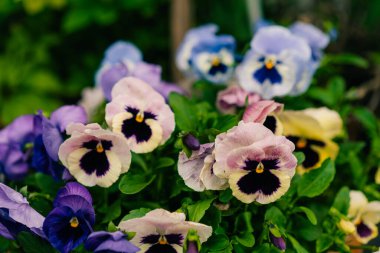 Bahar Japonya 'sında, bahçedeki renkli mor viyola çiçeğini kapat. Yüksek kalite fotoğraf