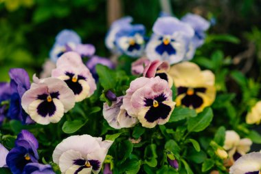 Bahar Japonya 'sında, bahçedeki renkli mor viyola çiçeğini kapat. Yüksek kalite fotoğraf