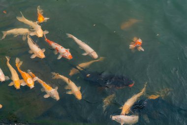 Japon koi balığı ya da Fancy Carp siyah gölet balık havuzunda yüzüyor. Rahatlamak için popüler hayvanlar ve feng shui anlamı. İnsanlar arasında popüler hayvanlar. Asyalılar onu iyi şans için yetiştirmeye bayılırlar. Bir koi balığı ya da balık havuzunda yüzen süslü sazan balığı. Merhaba.