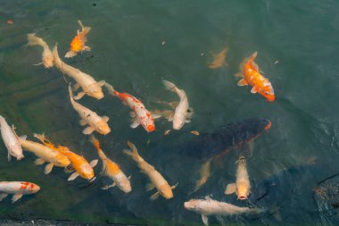 Japon koi balığı ya da Fancy Carp siyah gölet balık havuzunda yüzüyor. Rahatlamak için popüler hayvanlar ve feng shui anlamı. İnsanlar arasında popüler hayvanlar. Asyalılar onu iyi şans için yetiştirmeye bayılırlar. Bir koi balığı ya da balık havuzunda yüzen süslü sazan balığı. Merhaba.