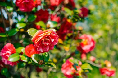 Baharın başında bir bahçedeki tek bir kamelya japonica Nagasaki çiçeğine yakın çekim. Yüksek kalite fotoğraf
