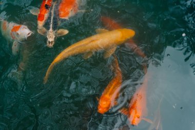 Japon koi balığı ya da Fancy Carp siyah gölet balık havuzunda yüzüyor. Rahatlamak için popüler hayvanlar ve feng shui anlamı. İnsanlar arasında popüler hayvanlar. Asyalılar onu iyi şans için yetiştirmeye bayılırlar. Bir koi balığı ya da balık havuzunda yüzen süslü sazan balığı. Merhaba.