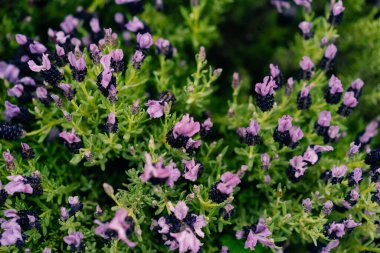 Vahşi çiçek, bilimsel isim. Lavandula stoechas. Yüksek kalite fotoğraf