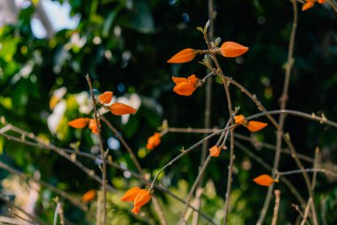 Güzel altın parmaklı Juanulloa meksika bitkisi Japonya 'da çiçek açıyor. Yüksek kalite fotoğraf
