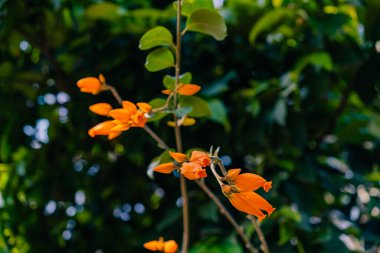 Güzel altın parmaklı Juanulloa meksika bitkisi Japonya 'da çiçek açıyor. Yüksek kalite fotoğraf