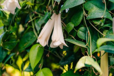 Japonya 'ya. Copihue, Şili Ulusal Çiçeği. Yüksek kalite fotoğraf