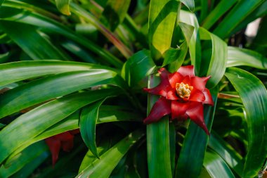 Guzman Bromelia 'nın çiçeği. Satılık. Esrar bitkileri, kapalı mekanlar, tropikal bitkiler. Yüksek kalite fotoğraf