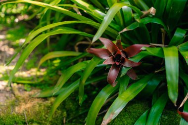 Guzman Bromelia 'nın çiçeği. Satılık. Esrar bitkileri, kapalı mekanlar, tropikal bitkiler. Yüksek kalite fotoğraf