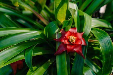 Guzman Bromelia 'nın çiçeği. Satılık. Esrar bitkileri, kapalı mekanlar, tropikal bitkiler. Yüksek kalite fotoğraf