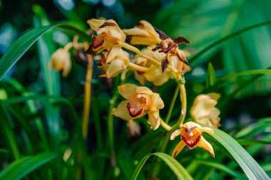 Bir demet turuncu pembe Cymbidium veya Boat Orchid. Sıcak pembe orkide çiçekleri. Yüksek kalite fotoğraf