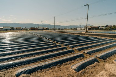 Japonya 'nın Shikoku adasındaki tarlalar. Yüksek kalite fotoğraf