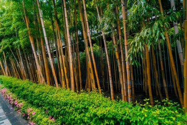 Tokyo, Japonya - 2 Mayıs 2025 nezu müzesi. Yüksek kalite fotoğraf