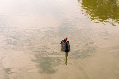 Japonya 'da bir gölette siyah kuğu. Yüksek kalite fotoğraf