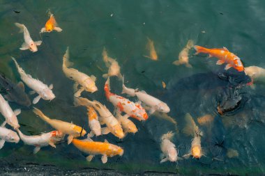 Japon koi balığı ya da Fancy Carp siyah gölet balık havuzunda yüzüyor. Rahatlamak için popüler hayvanlar ve feng shui anlamı. İnsanlar arasında popüler hayvanlar. Asyalılar onu iyi şans için yetiştirmeye bayılırlar. Bir koi balığı ya da balık havuzunda yüzen süslü sazan balığı. Merhaba.