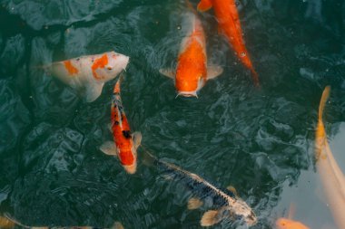 Japon koi balığı ya da Fancy Carp siyah gölet balık havuzunda yüzüyor. Rahatlamak için popüler hayvanlar ve feng shui anlamı. İnsanlar arasında popüler hayvanlar. Asyalılar onu iyi şans için yetiştirmeye bayılırlar. Bir koi balığı ya da balık havuzunda yüzen süslü sazan balığı. Merhaba.