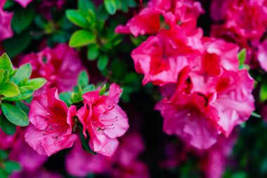 Güneşli nisanda çok güzel bir rhododendron yıldızı stili. Yüksek kalite fotoğraf