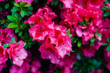 Güneşli nisanda çok güzel bir rhododendron yıldızı stili. Yüksek kalite fotoğraf