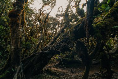 Filipinler 'deki Pulag Dağı yakınlarında yağmur ormanı. Yüksek kalite fotoğraf