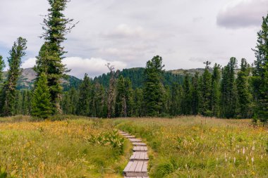 Rusya, Ergaki - 4 Ağustos 2025 Tayga 'da tahta yol. Yüksek kalite fotoğraf