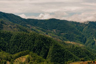Dağ Pulag, Dağ Eyaleti, Filipinler. Yüksek kalite fotoğraf