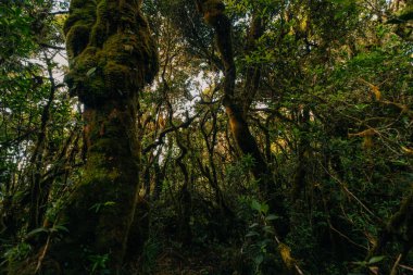Filipinler 'deki Pulag Dağı yakınlarında yağmur ormanı. Yüksek kalite fotoğraf