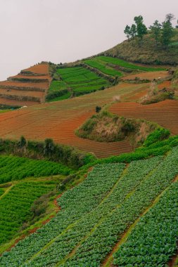 Yüksek yemyeşil tarım arazileri manzarası. Yüksek kalite fotoğraf