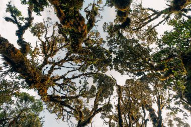 Filipinler 'deki Pulag Dağı yakınlarında yağmur ormanı. Yüksek kalite fotoğraf