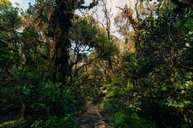 Filipinler 'deki Pulag Dağı yakınlarında yağmur ormanı. Yüksek kalite fotoğraf