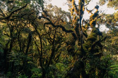 Filipinler 'deki Pulag Dağı yakınlarında yağmur ormanı. Yüksek kalite fotoğraf