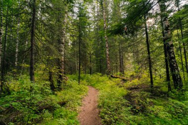Rusya, Ergaki - 4 Ağustos 2025 Sibirya Taiga Yolu. Yüksek kalite fotoğraf