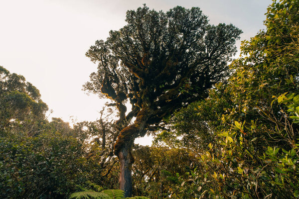 rainforest near mount pulag, Philippines . High quality photo