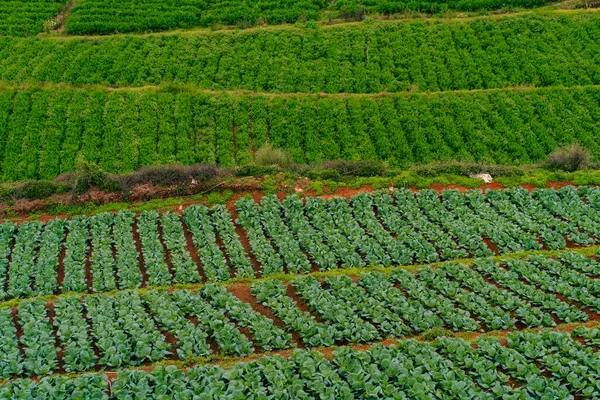 Yüksek yemyeşil tarım arazileri manzarası. Yüksek kalite fotoğraf