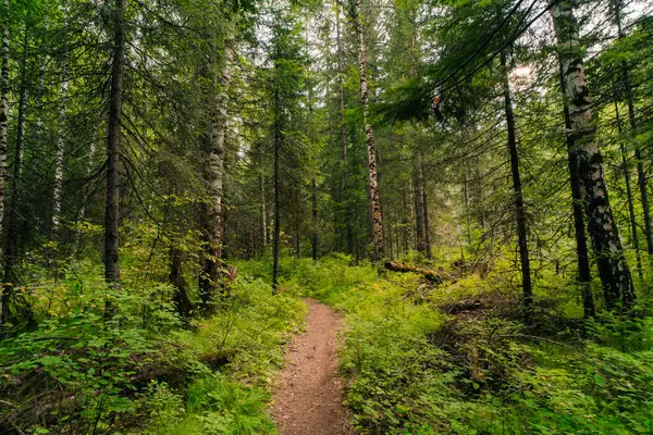 Rusya, Ergaki - 4 Ağustos 2025 Sibirya Taiga Yolu. Yüksek kalite fotoğraf