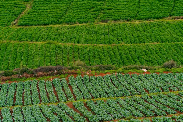 Yüksek yemyeşil tarım arazileri manzarası. Yüksek kalite fotoğraf