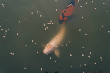 Su birikintisinde yüzen balık ya da koi balığı. Yüksek kalite fotoğraf