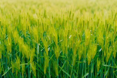 Baharda yeşil buğday tarlası manzarası. Yüksek kalite fotoğraf