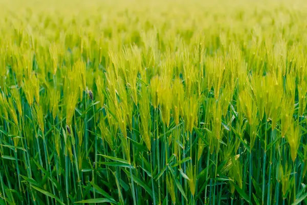 Baharda yeşil buğday tarlası manzarası. Yüksek kalite fotoğraf