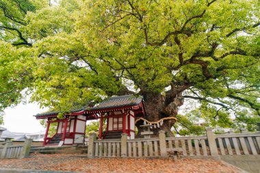 Shikoku, Japonya - 2 Mayıs 2025 Zentsu Tapınağı No. Shikoku haccında 75. Yüksek kalite fotoğraf