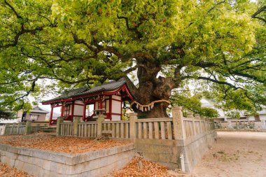 Shikoku, Japonya - 2 Mayıs 2025 Zentsu Tapınağı No. Shikoku haccında 75. Yüksek kalite fotoğraf